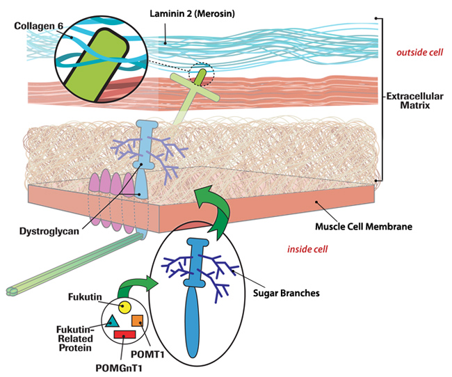 Illustration of muscle fibers in congenital muscular dystrophy