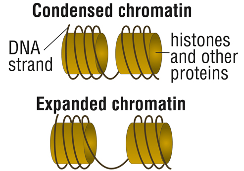 Chromatin structure affects gene activation. Closed, or condensed, chromatin restricts access to the gene, while open, or relaxed, chromatin allows the cell's machinery to access the genes and make protein.