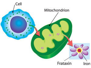 frataxin in mitochondria