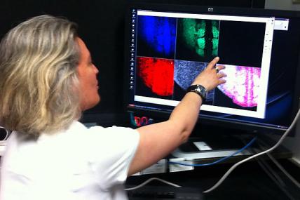 Sonja Nowotschin (CMD): Here, Nowotschin looks at images of mouse embryos.