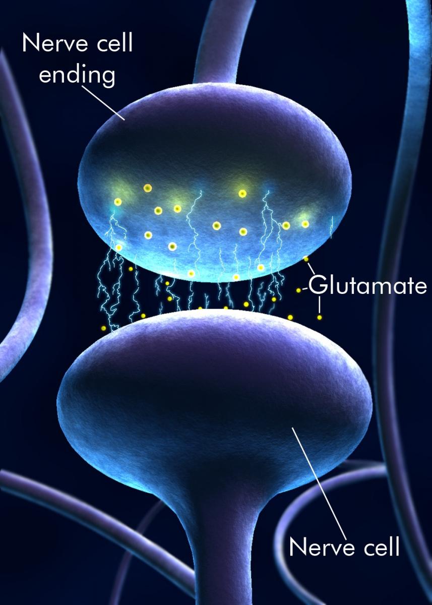 glutamate functioning between neurons