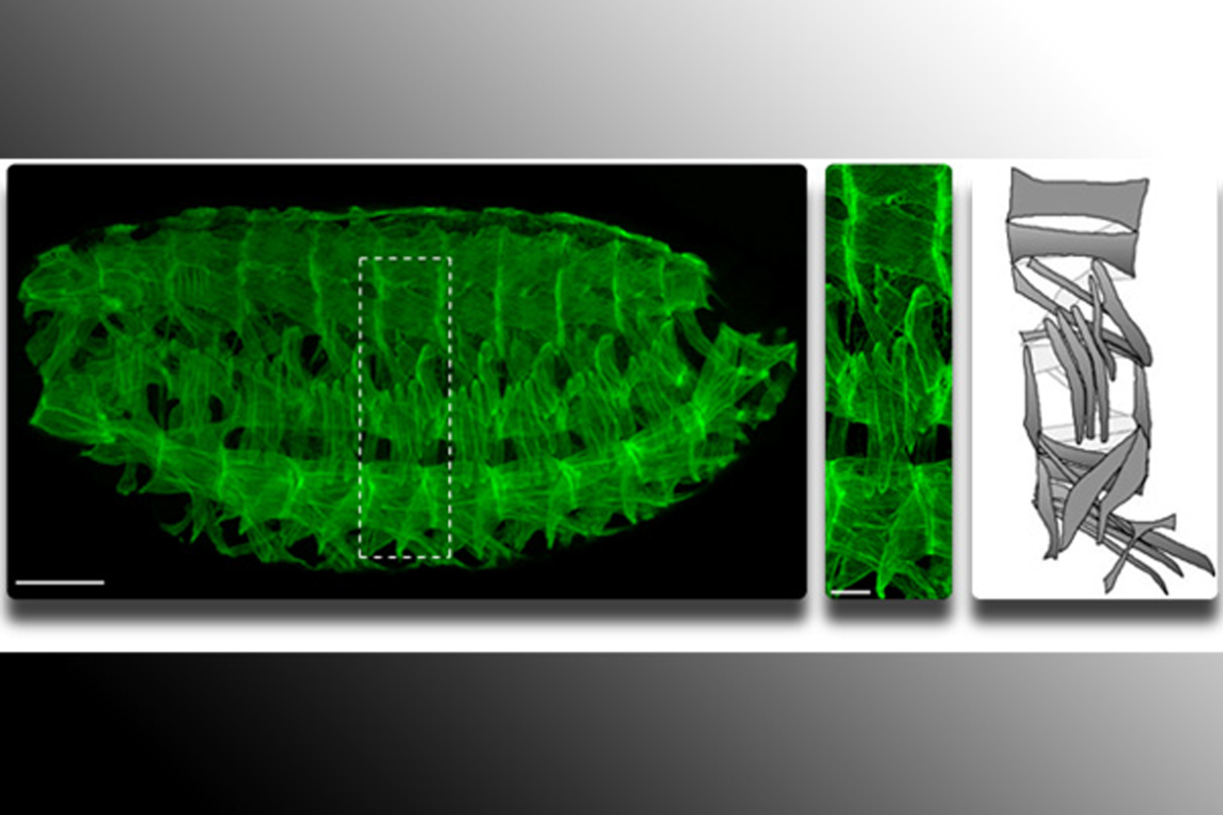 Mary Baylies (EDMD): Left panel: Thirty distinct muscle fibers are formed in each abdominal segment. Middle panel: The 30 muscle fibers from one segment are shown under high magnification. Right panel: A schematic shows the 30 distinct fibers that make up one segment.