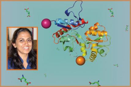Vasanthi Jayaraman (ALS): This illustration depicts the structure of the agonist binding domain of the AMPA receptor with attached fluorophores, shown as pink and orange balls.