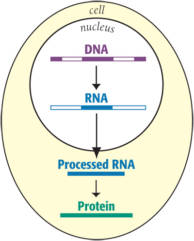 how DNA turns into protein