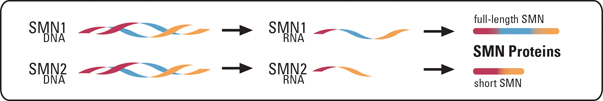 Illustration of SMN1 and SMN2 in SMA