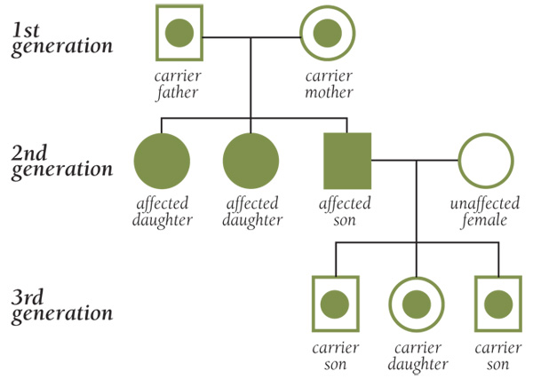 SMA genetic family tree 