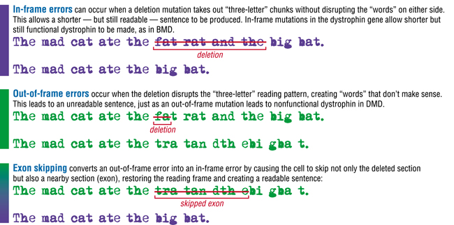 textual example of exon skipping