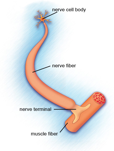 nerve cell connected to a muscle fiber