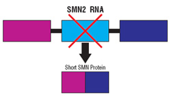 About 80 percent of the time, an RNA section called exon 7 is spliced out of the final instructions for the SMN2 gene, resulting in production of a short version of the SMN protein. Many strategies to treat SMA are based on coaxing cells to include exon 7 in the instructions for SMN.