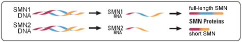 Genetic information moves from its storage form as DNA to a set of instructions known as RNA, from which protein molecules are made. Most of the RNA instructions from the SMN1 gene tell the cell to make full-length SMN protein. Most of the instructions from the SMN2 gene tell the cell to make short SMN protein.