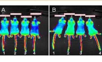 Effects of treatment with a compound that increases utrophin production can be seen in these images. On the left are mice before treatment. On the right, mice 1 and 3 have received only placebo, while mice 2 and 4 received the active treatment. An increase in utrophin is indicated by more yellow and red coloration.