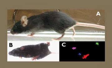 A and B: Side and abdominal views of a mouse walking on a transparent treadmill belt. C: A digital image of paw prints from a walking mouse that is used to calculate 27 indicators of gait. Each paw is shown in a different color for ease of viewing.