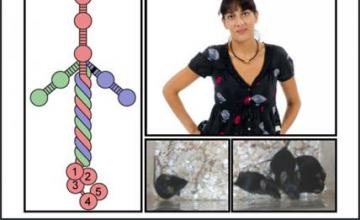 Madeleine Durbeej-Hjalt (CMD): The composite image shows: a schematic picture of laminin, the protein that is missing in type 1 congenital muscular dystrophy; Durbeej-Hjalt; and laminin alpha 2 deficient mice treated with a proteasome inhibitor called MG-132 (right) and an untreated mouse (left).