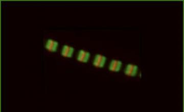 Samantha Harris (Muscle Physiology): Shown in green is myosin binding protein C. The red bands indicate another protein, called myomesin. Each green and red unit is a sarcomere, the basic contractile unit of muscle tissue.
