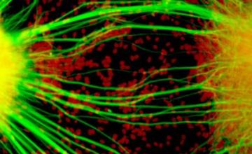 Alysson Muotri (ALS): Human neurons derived from induced pluripotent stem cells can be used for modeling neurological diseases in the laboratory. Pictured are two neurospheres, compact masses of immature neuron "precursor" cells, derived from human pluripotent stem cells, as captured by a fluorescent microscope. Differentiated (mature) neurons, whose nuclei are shown in red, have begun to extend neuronal processes (green) toward one another, forming neuronal connections. (Artwork by M. Marchetto/A. Muotri