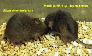 Ji-Yeon Shin (EDMD): Two 3-month-old littermates: (left) "normal" control mouse; (right) mouse in which LAP1 protein is depleted, or "knocked out," from muscle tissue. The knockout mouse exhibits muscle weakening and atrophy, body weight loss and a hunched position.