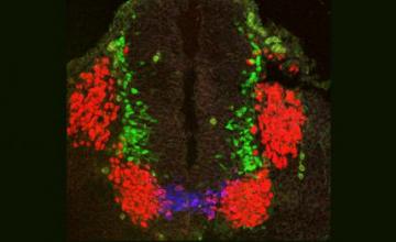 Shanthini Sockanathan (ALS): Sockanathan and colleagues will use a combination of approaches to study the mechanisms underlying regulation, initiation, extent and rate of nerve cell maturation.