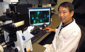 Atsushi Asakura (DMD/BMD): Asakura uses an inverted microscope to capture images of satellite cells, which play essential roles in muscle regeneration.