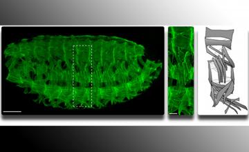 Mary Baylies (EDMD): Left panel: Thirty distinct muscle fibers are formed in each abdominal segment. Middle panel: The 30 muscle fibers from one segment are shown under high magnification. Right panel: A schematic shows the 30 distinct fibers that make up one segment.
