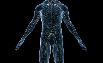 HSAN is a rare genetic neuropathy that causes severe numbness, weakness and ulceration of the feet and hands.