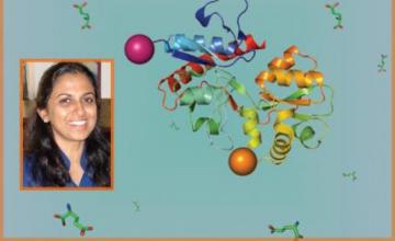 Vasanthi Jayaraman (ALS): This illustration depicts the structure of the agonist binding domain of the AMPA receptor with attached fluorophores, shown as pink and orange balls.