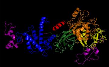 Melissa Spencer (LGMD): A depiction of the biomolecular structure of the calpain 3 protein that shows the molecule's four different "domains." The regions shown in red and purple are unique to calpain 3 and are not observed in other proteins, but mutations in any of the four domains can lead to LGMD2A.