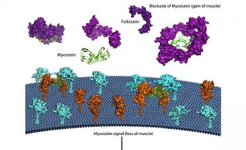 Tom Thompson (DMD/BMD): The myostatin protein inhibits the size and mass of muscle. Thompson is studying several strategies for myostatin inhibition, including use of a protein called follistatin that facilitates myostatin degradation.