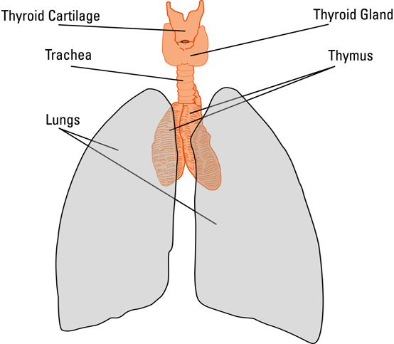 The thymus, a small gland in the upper chest, seems to play a role in MG.